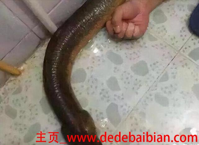 黄鳝的最长寿命多少年