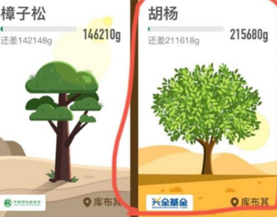 蚂蚁森林的胡杨需要多少能量