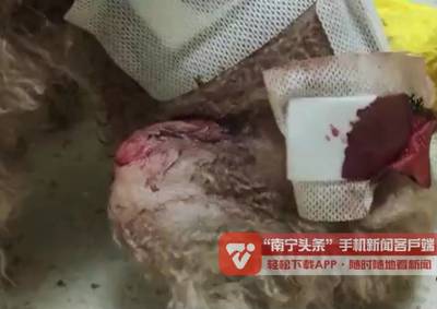 小狗被咬伤 手术费用多少