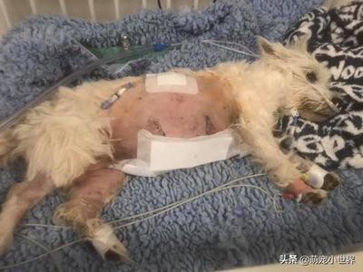 小狗被咬伤 手术费用多少