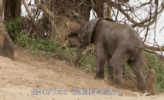 大象一岁等于人多少岁