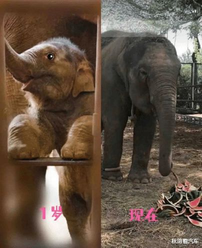 大象一岁等于人多少岁