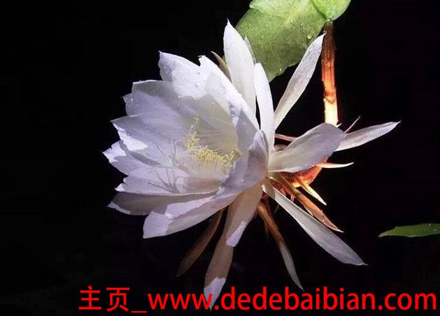 昙花有多少年的历史