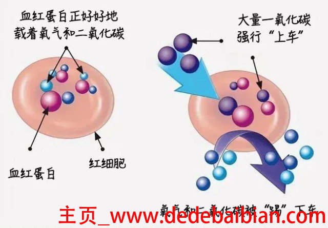 人体的大脑细胞有多少