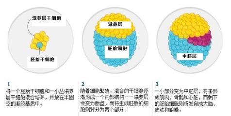 人体的大脑细胞有多少