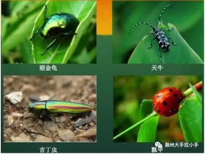 世界上有多少万种动物