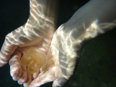 没毒的水母能活多少年