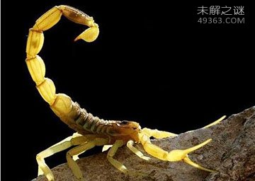 没毒的水母能活多少年