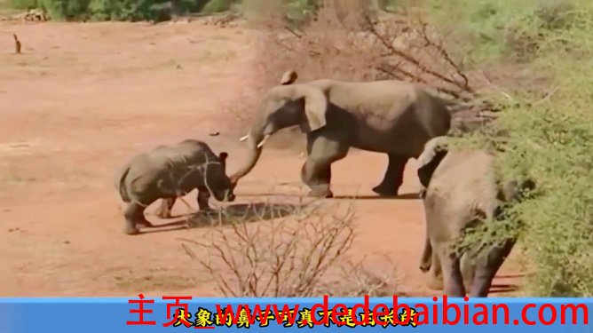 大象重量相当于多少人
