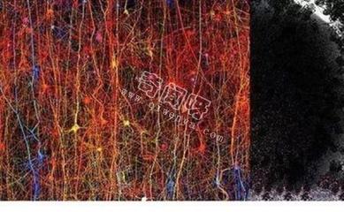 大脑中有多少个神经元