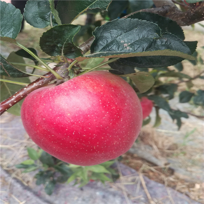 梅八苹果多少钱一斤