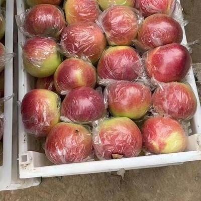 梅八苹果多少钱一斤