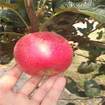 梅八苹果多少钱一斤
