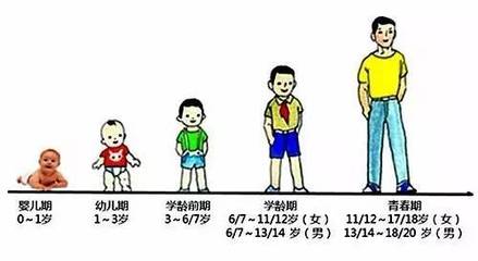 人平均每天长高多少