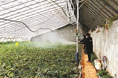 植保站一般有多少人