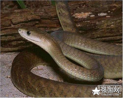 人类和蛇速度是多少米