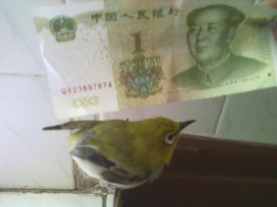小鸟看看多少金币一元