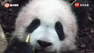 熊猫tv饭团等于多少钱