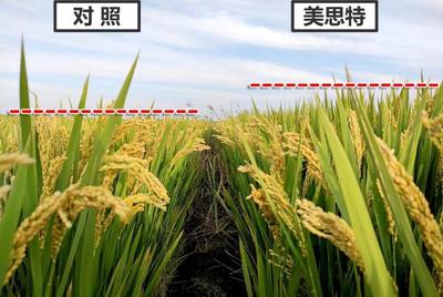 水稻现在每亩产量是多少斤
