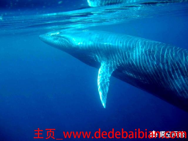 世界还有多少蓝鲸