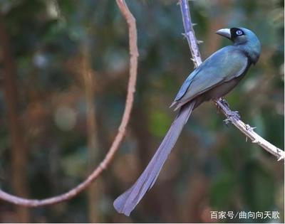 鸟类身体长多少厘米