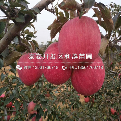 苹果从美国多少钱一斤