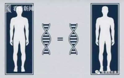 孩子的DNA多少来自父亲